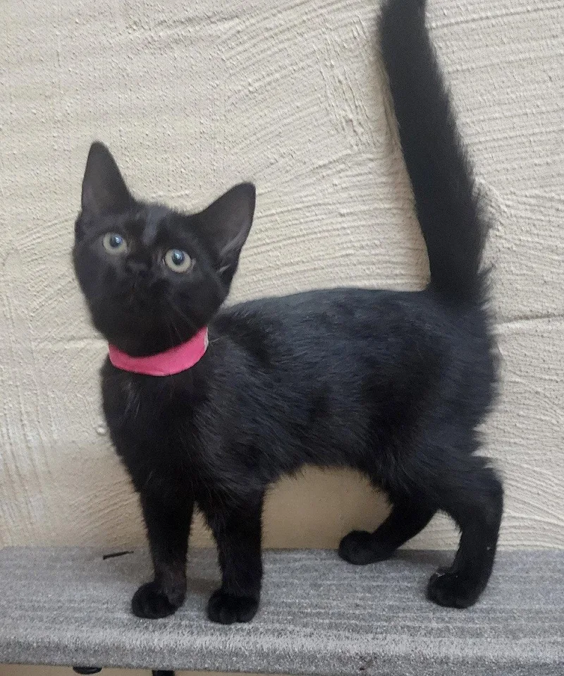 A baby medium-sized female Black Domestic Short Hair cat named Ida for adoption in Wetumpka, AL