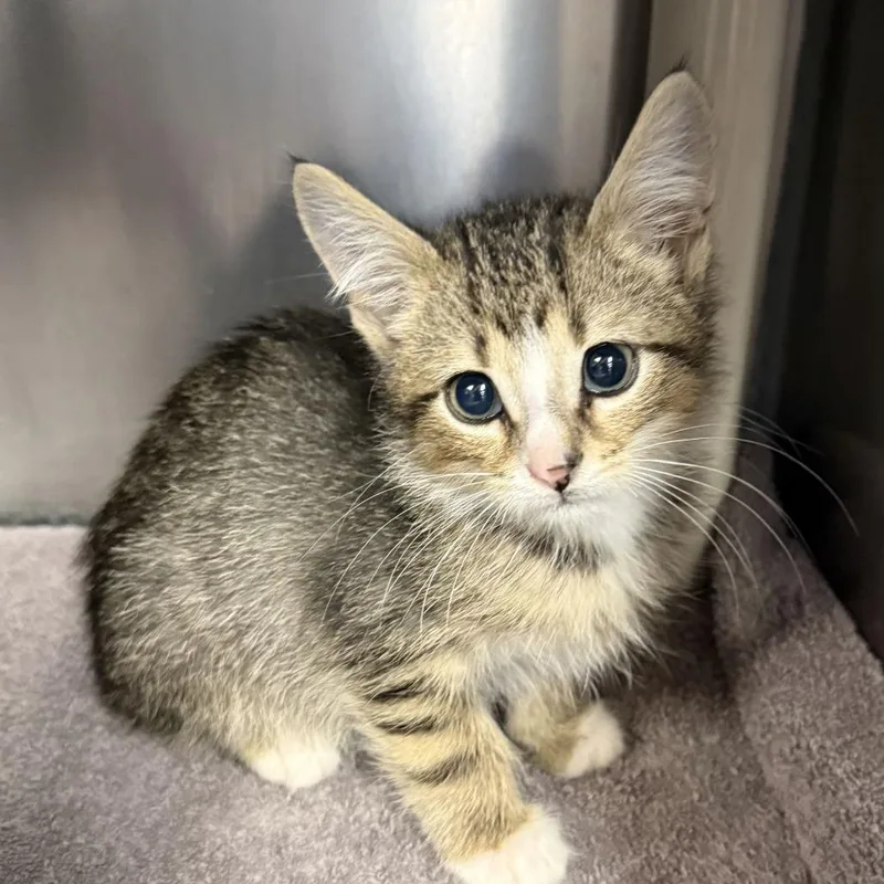 A baby small-sized male Domestic Short Hair cat named Flea for adoption in Perkiomenville, PA