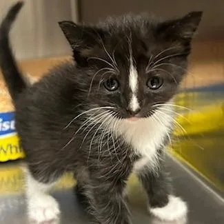 A baby small-sized female Black Domestic Medium Hair cat named Heathers for adoption in Knoxville, TN