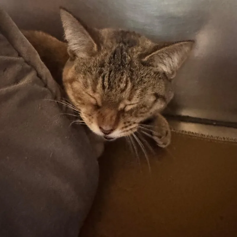 Hermione thumbnail 2