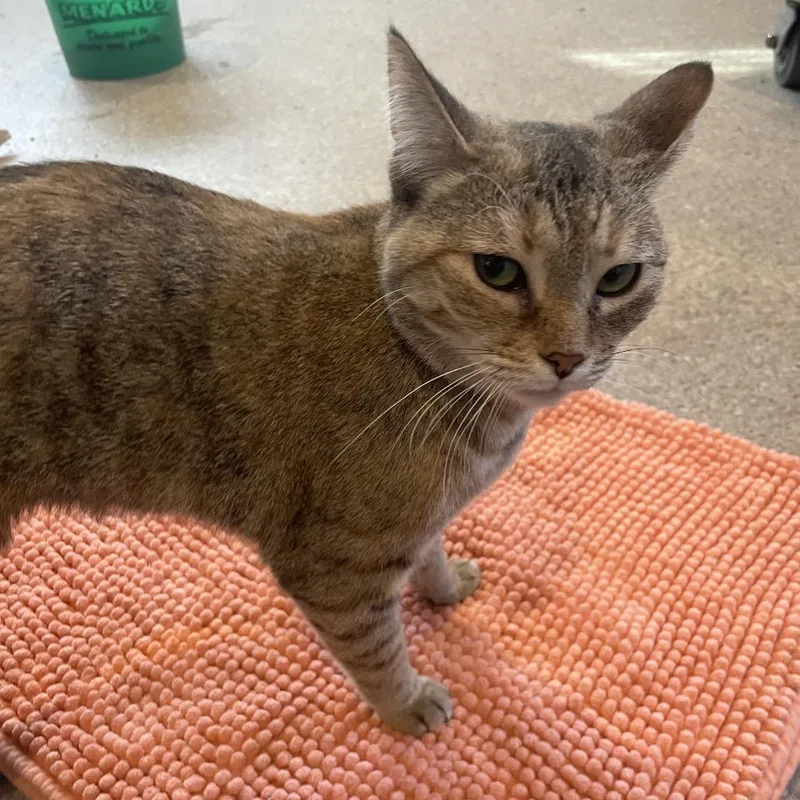 Hermione thumbnail 3