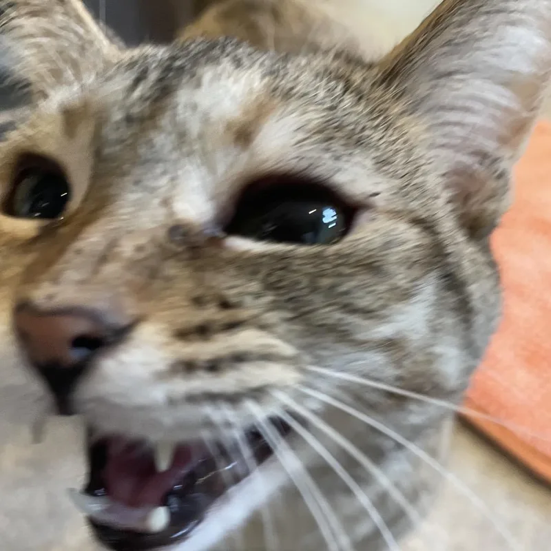 Hermione thumbnail 4