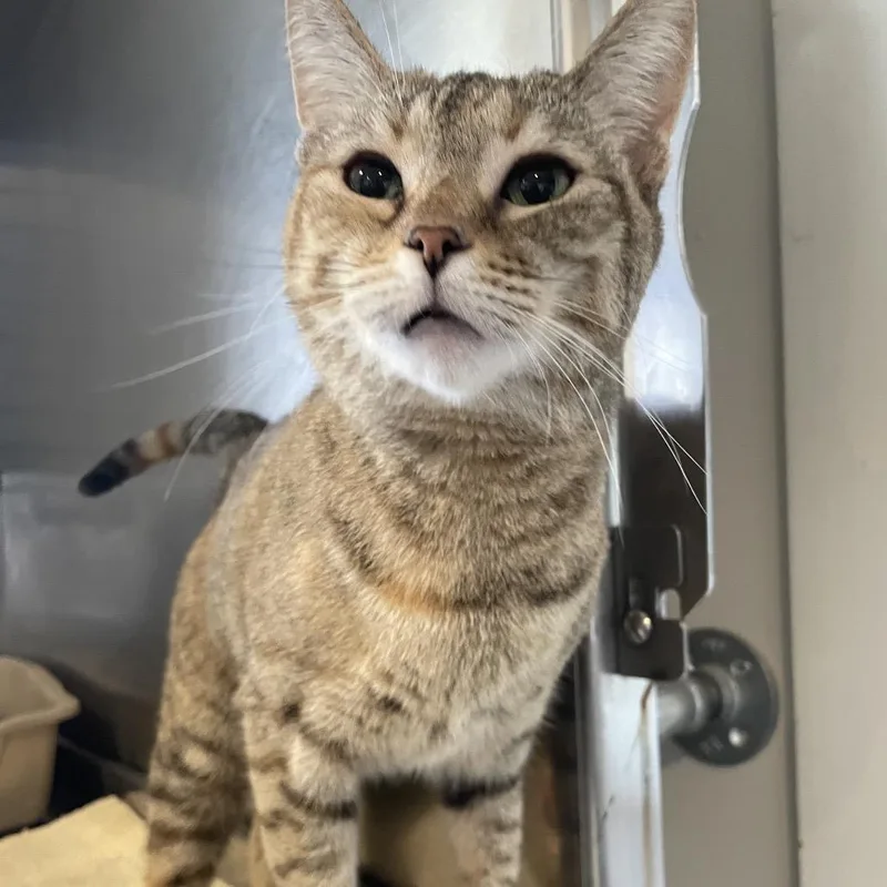 Hermione thumbnail 5