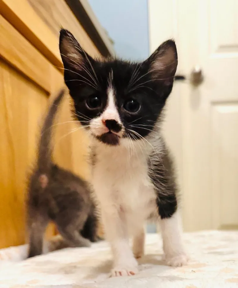 A baby small-sized male Domestic Short Hair cat named Arthur for adoption in Claremore, OK