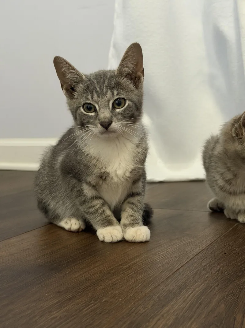 A young medium-sized male Gray & White Domestic Short Hair cat named Larry for adoption in Moore, SC