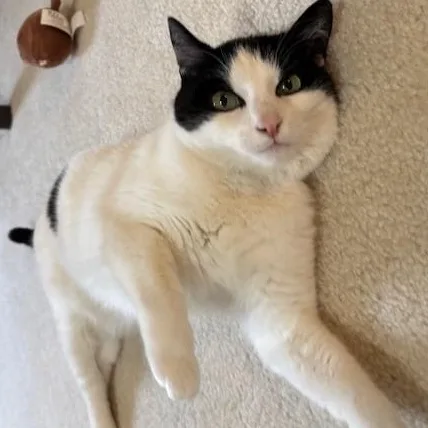 An adult medium-sized female Black & White / Tuxedo American Shorthair cat named Serenity Of The Velvet for adoption in Bristow, VA