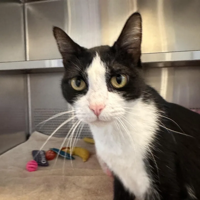 An adult medium-sized female Domestic Short Hair cat named Artimis for adoption in Sarasota, FL