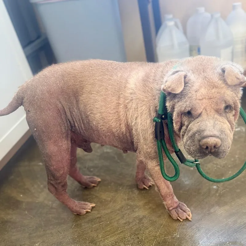 An adult medium-sized male Yellow / Tan / Blond / Fawn Shar-Pei dog named Apollo for adoption in Corinth, MS