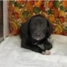 A baby medium-sized female Black Labrador Retriever dog named Matilda for adoption in Tampa, FL
