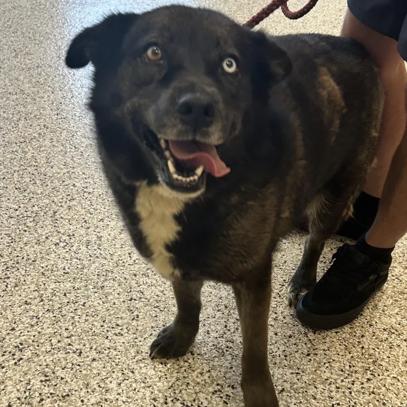 A young medium-sized female Black Akita dog named Ivy for adoption in Madisonville, TN