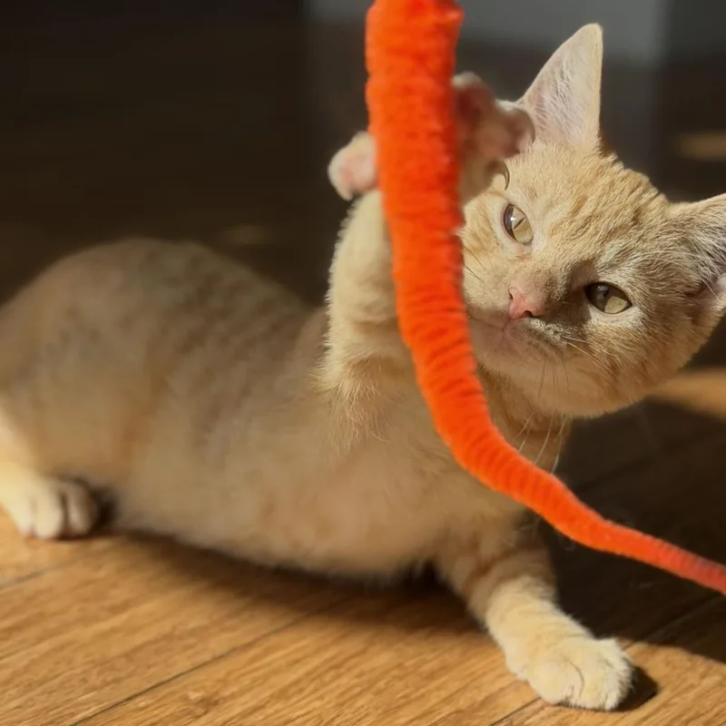 A baby small-sized male Orange / Red Domestic Short Hair cat named Spinach for adoption in New York, NY