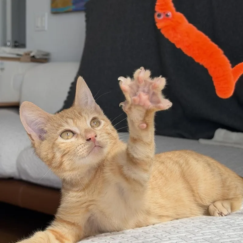 Spinach thumbnail 3