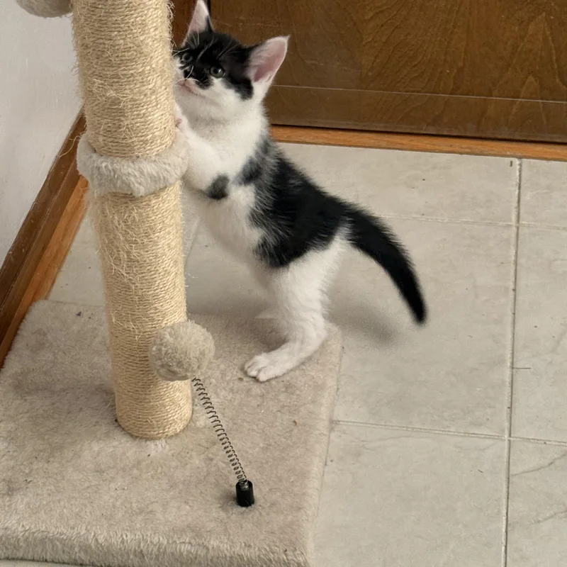 A baby medium-sized female Black & White / Tuxedo Domestic Short Hair cat named Oreo for adoption in Greensboro, NC