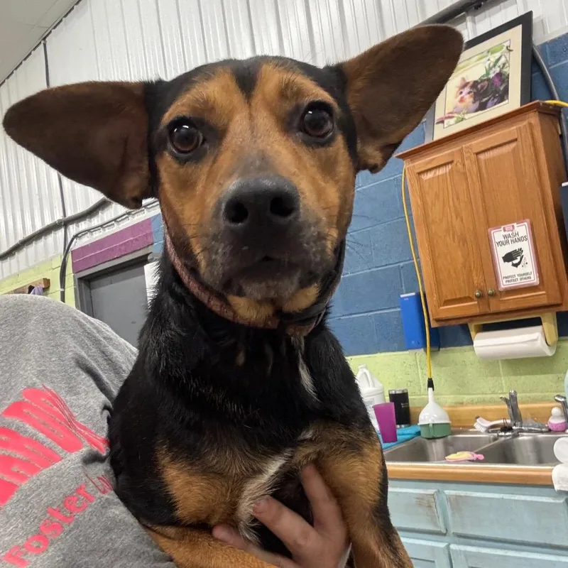 An adult medium-sized male Mixed Breed dog named Stubby for adoption in Corbin, KY