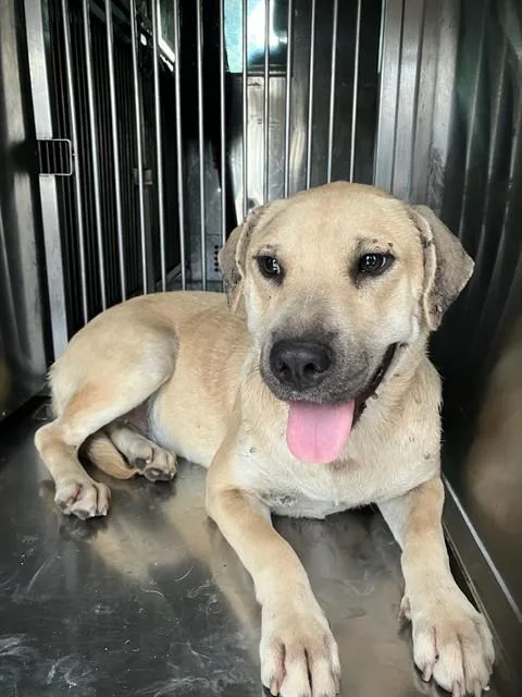 A young medium-sized female Mixed Breed dog named Tan for adoption in Dallas, TX