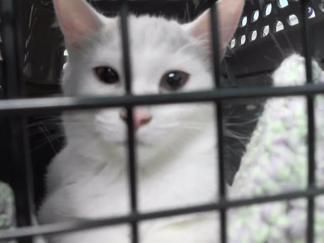A baby small-sized female Domestic Short Hair cat named Irene for adoption in Omaha, NE