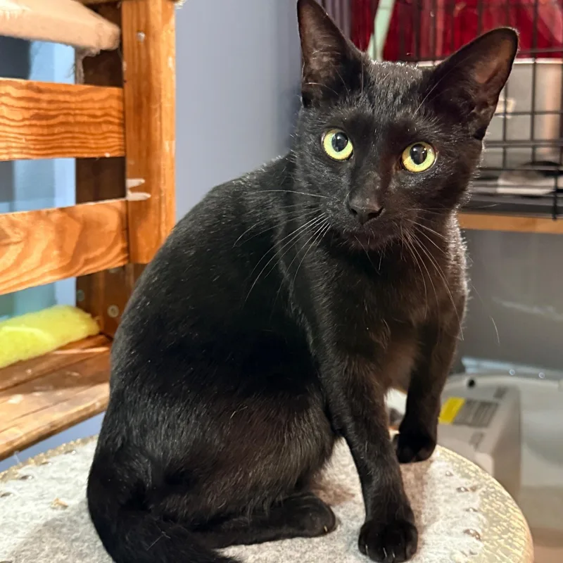 A baby medium-sized female Black Domestic Short Hair cat named Alexa for adoption in Beaufort, SC