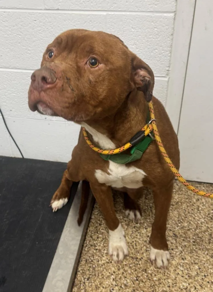 An adult large-sized male Pit Bull Terrier dog named Julian for adoption in Hastings, MI