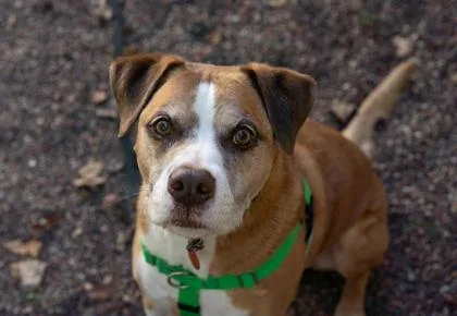 An adult large-sized male Pit Bull Terrier dog named Petey for adoption in Coon Rapids, MN