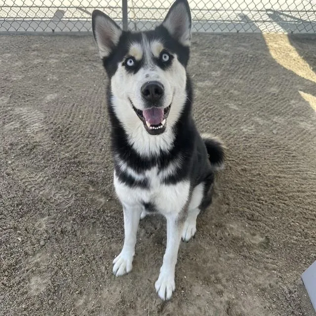 An adult large-sized male Siberian Husky dog named Bubba for adoption in Thousand Palms, CA