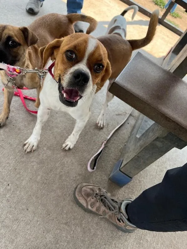An adult medium-sized male Red / Chestnut / Orange Beagle dog named Mushi for adoption in Fort Collins, CO