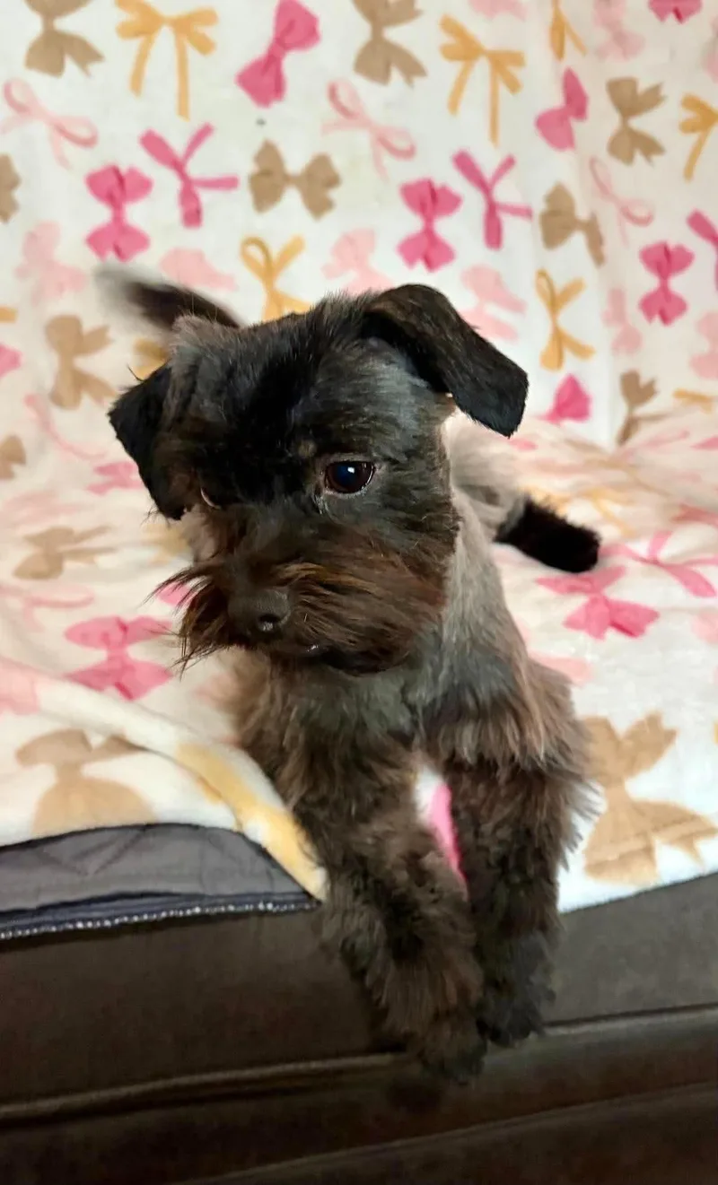 Bonita