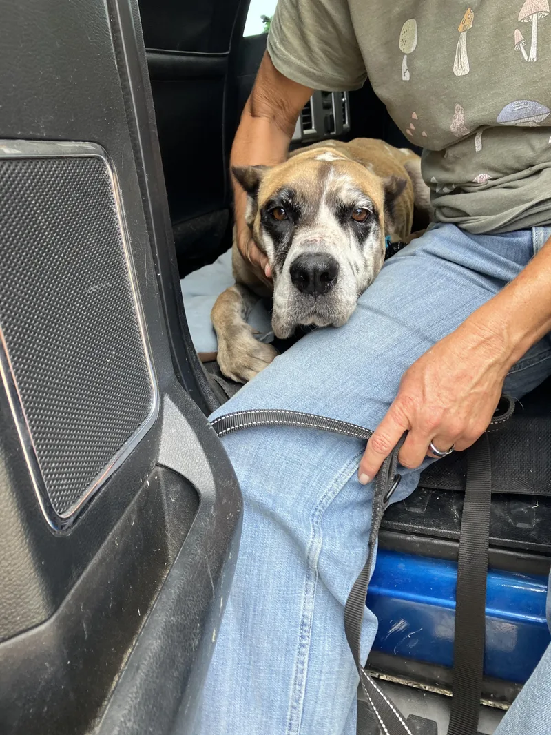 An adult large-sized female Red / Chestnut / Orange Great Dane dog named AGGIE  Delightful Dane for adoption in Stephenville, TX