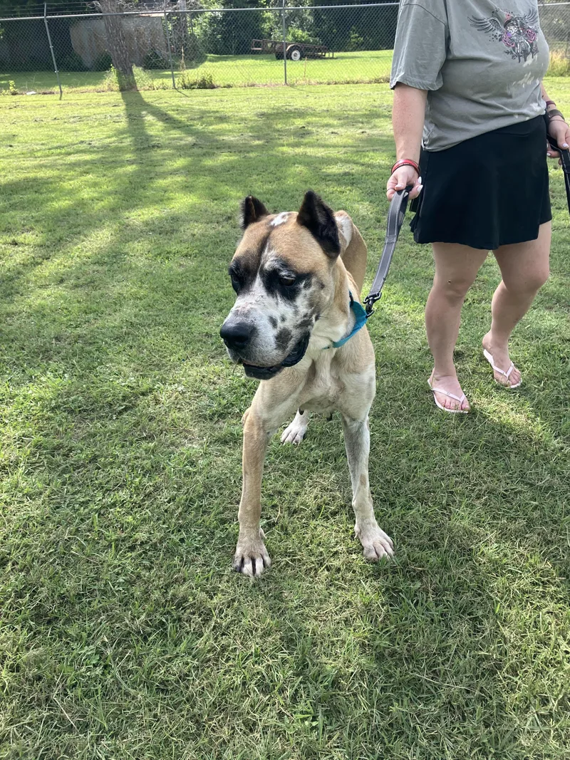 AGGIE  Delightful Dane thumbnail 5