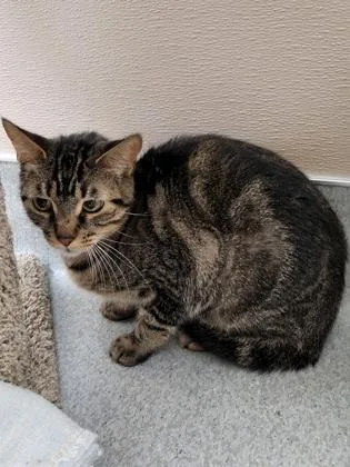 An adult small-sized female Domestic Short Hair cat named Tiny Tiger for adoption in Roseville, CA
