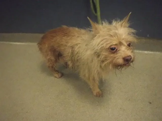 An adult small-sized male Maltese dog named Arthur for adoption in Miami, FL