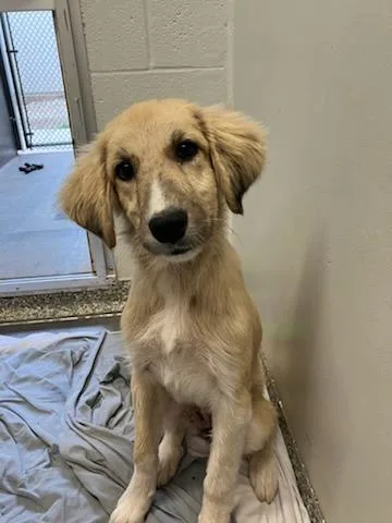 A baby medium-sized female Mixed Breed dog named Sprite for adoption in Mustang, OK