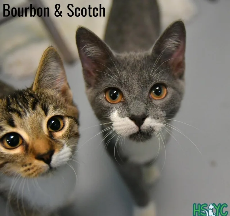A baby medium-sized male Domestic Short Hair cat named Scotch for adoption in Fort Mill, SC