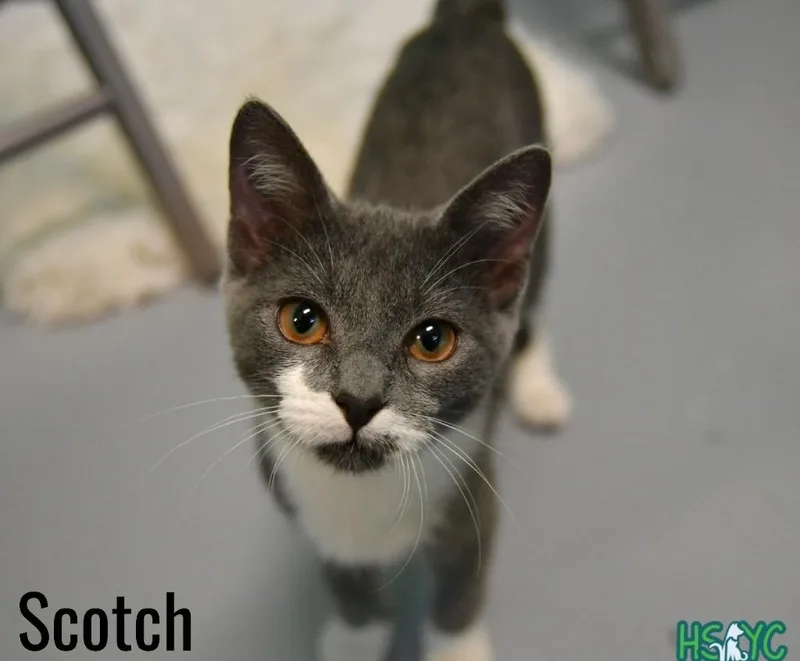 Scotch thumbnail 2