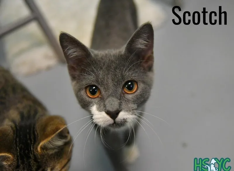 Scotch thumbnail 3