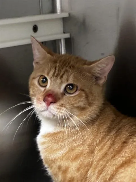 A young medium-sized male Domestic Short Hair cat named Leo for adoption in Fort Lauderdale, FL