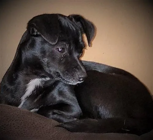 An adult medium-sized female Chihuahua dog named Kia for adoption in Spring, TX