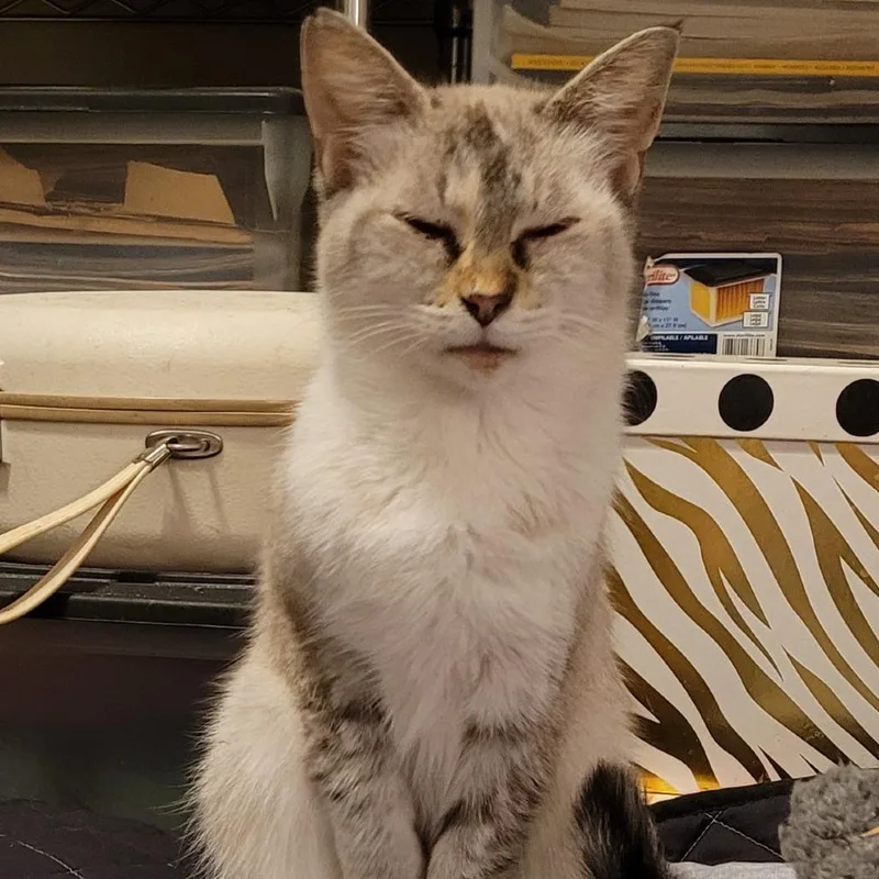 A senior small-sized female Lilac Point Siamese cat named Ava for adoption in Chicago, IL