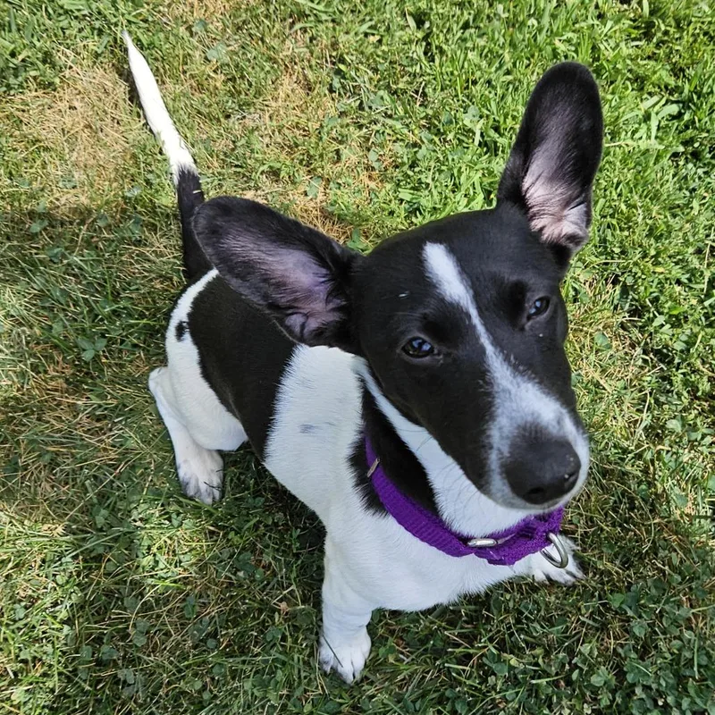 A baby small-sized female Black Jack Russell Terrier dog named Trixie for adoption in Concord, NH