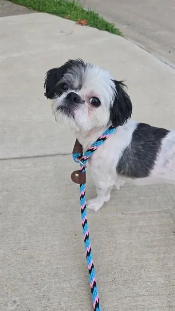 An adult small-sized male Shih Tzu dog named Bizz for adoption in Saint Peters, MO
