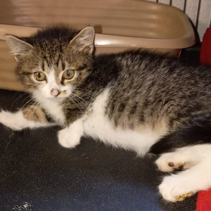 A baby small-sized female American Shorthair cat named Lily & Linda for adoption in Union City, NJ