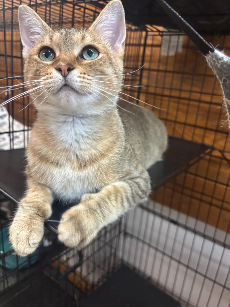 A young medium-sized female Tabby (Buff / Tan / Fawn) Domestic Short Hair cat named Cubby for adoption in Coldwater, MI