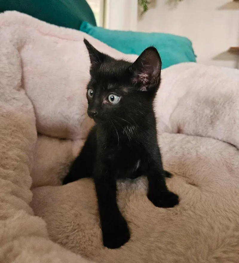 A baby small-sized male Domestic Medium Hair cat named Flynt for adoption in Lancaster, CA