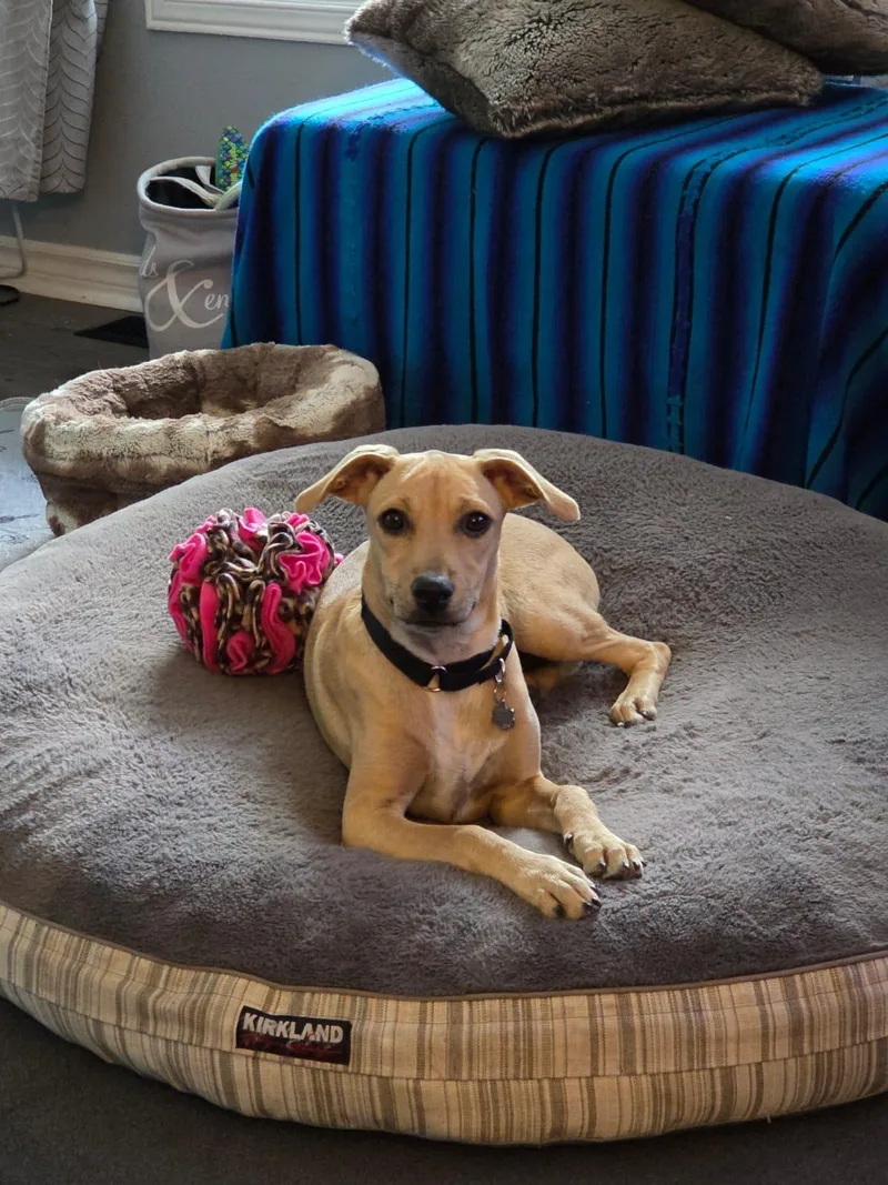 A baby medium-sized female Apricot / Beige Mixed Breed dog named Nirvana for adoption in Richmond, VA