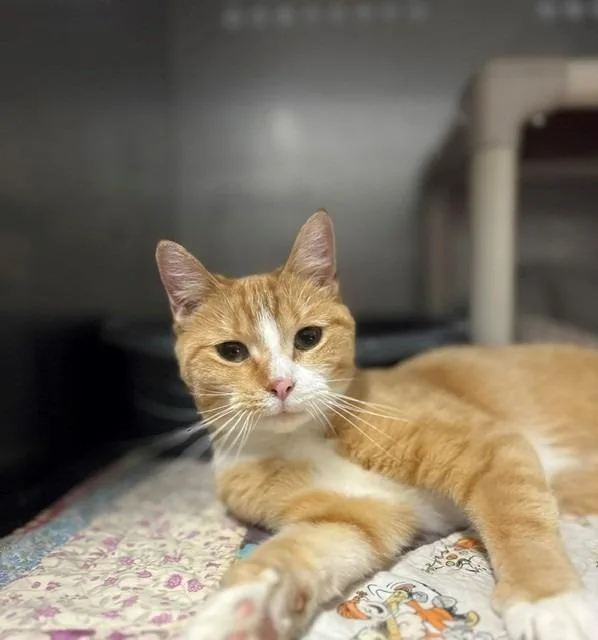 A young medium-sized female Domestic Short Hair cat named Marigold for adoption in Ladysmith, WI
