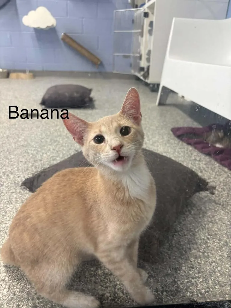 A baby small-sized male Domestic Short Hair cat named Banana for adoption in Waverly, TN