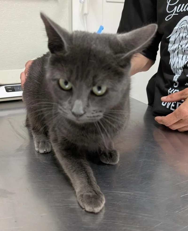 A young medium-sized female Domestic Short Hair cat named Myra for adoption in Fall River, MA