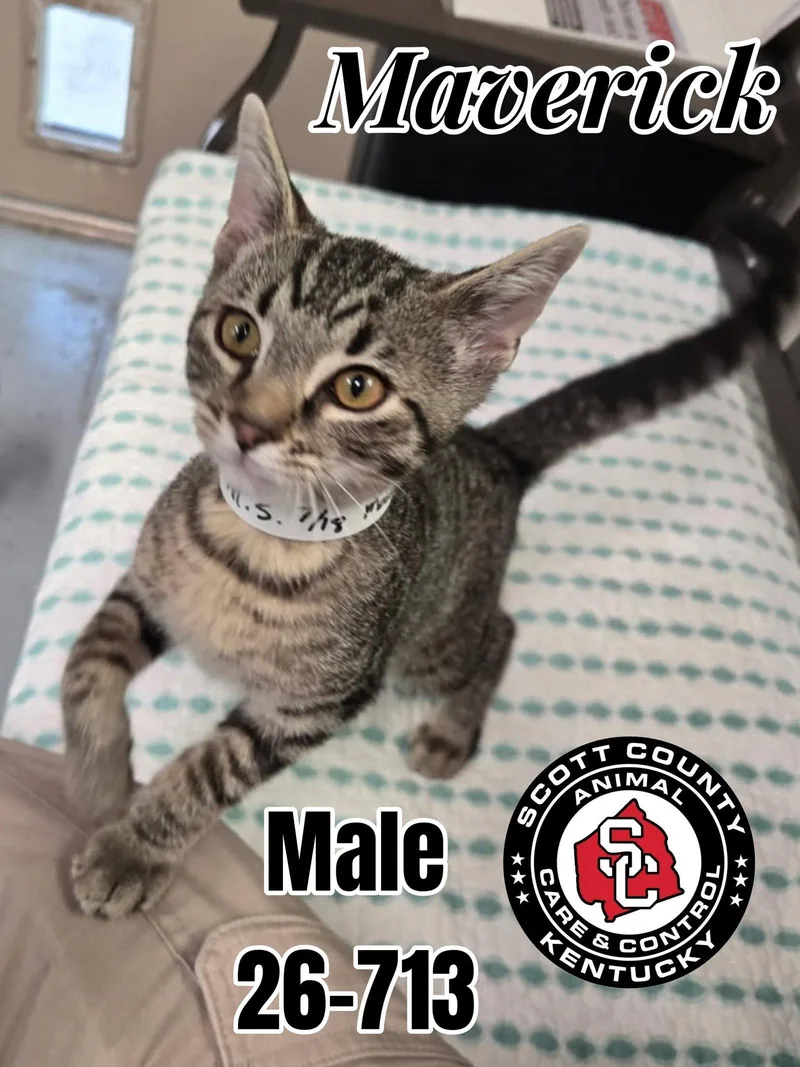 A baby small-sized male Domestic Short Hair cat named Maverick for adoption in Georgetown, KY