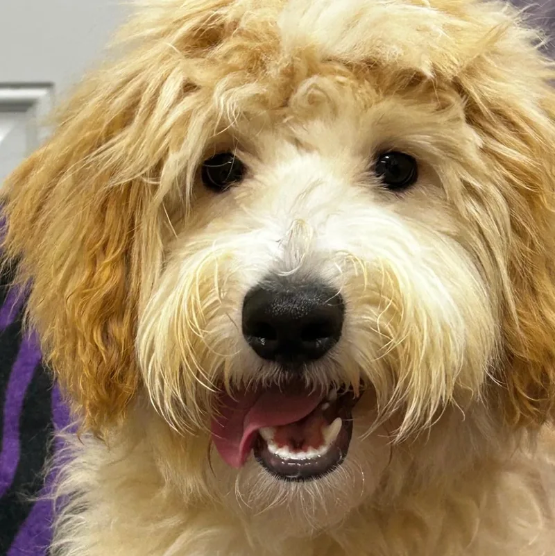 Tucker