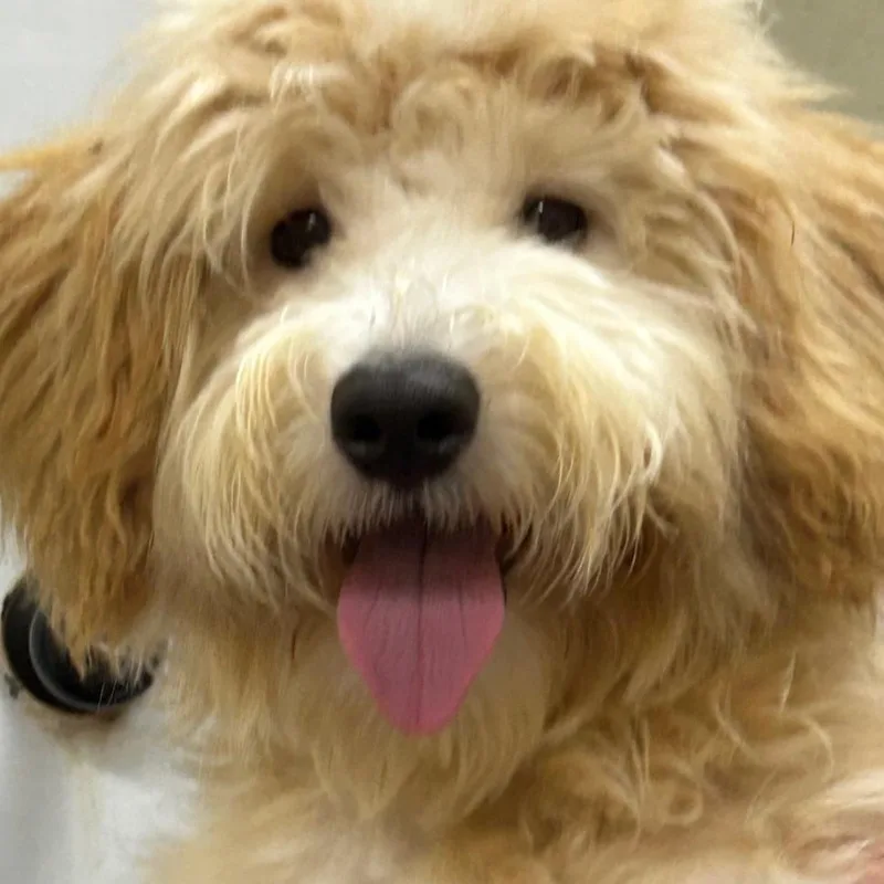 Tucker thumbnail 2