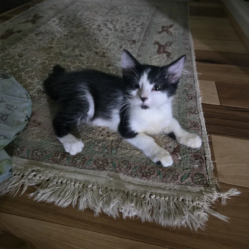 Oliver
